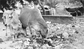 Stray cattle rummage through the garbage near the boundary wall of the General Hospital in Panchkula.