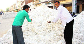 Labourers arrange cotton produce at the Adampur New Grain Market in Hisar.
