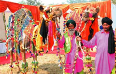 Traditionally decorated camels at Prof Mohan Singh Mela that started in Bathinda