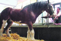 King Bruce, an imported horse belonging to Deputy Chief Minister Sukhbir Badal gets treatment in a VIP enclosure in GADVASU
