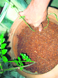 Ground layering and grafting