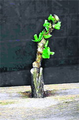 Some of the techniques used for propagating bonsais