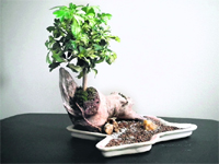 Schefflera (named also Umbrella Plant or Gold Capella) is very easy to propagate with leaf cuttings or by air layering