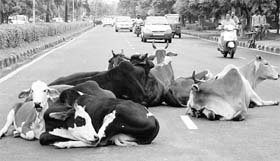 Stray cattle occupy a road at Sector 7, Panchkula