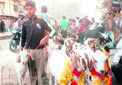 Goats on sale in Dehradun