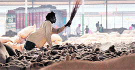 A worker cleans paddy at Dana Mandi in Ludhiana.