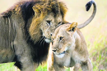 The truth about lions explores the lions world from their point of view