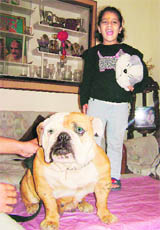 Ridhima has found her best buddy in her Bulldog, Coco, in Amritsar.
