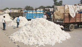 Heaps of raw cotton unloaded from the tractor-trolleys in the cotton yard of Fazilka