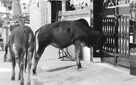 Stray cattle outside a house. 