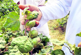 Officials of the Agriculture Department take stock of the BT cotton crop.