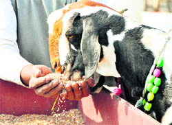  man offers grains to goats on the eve of Eid-ul-Zuha in Ludhiana on Sunday.