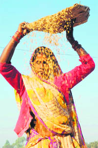 A woman labourer uses a sieve to separate rice husk from the grain in Amritsar on Sunday. 