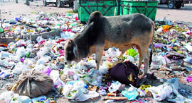The strike by sweepers has resulted in the piling up of garbage on city streets causing a health scare.
