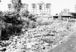 Garbage dumped along a road at Ward No. 3 in Zirakpur. tribune photos: nitin mittal