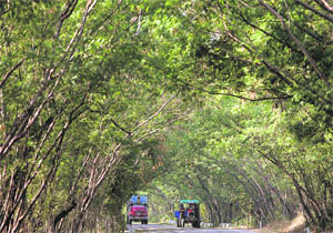  Vehicles move on a road covered with trees in Akhnoor village on the outskirts of Jammu. 