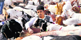A man feeds goats in Ludhiana.