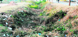 The authorities have directed the officials concerned to get the wild growth removed from parks in Sector 25, Panchkula.