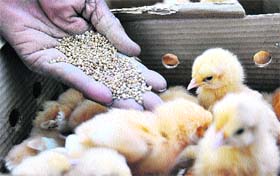 Prices of poultry products up by 10% as compared to last month