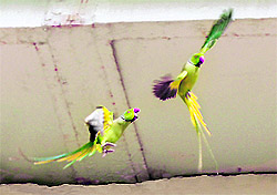 Two parrots take off over the PCA Stadium in Mohali on Thursday