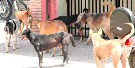 Stray dogs in front of a house in Sector 35, , Chandigarh.