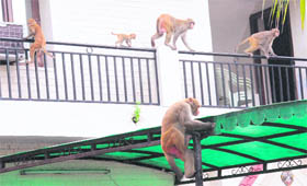 A troupe of monkeys in a residential area of Sector 27.