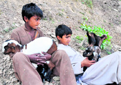 Children play with goats on the outskirts of Jammu