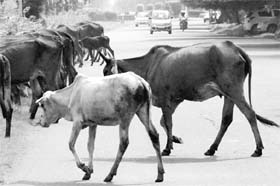 Stray cattle cross the road separating Sectors 10 and 11 in Panchkula