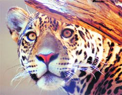 The feline is enticed by the canines as the dog is an easy prey and the big cat relishes its meat