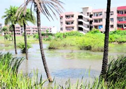 Stagnant water near housing societies at Sector 49 in Chandigarh