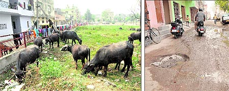 Buffaloes graze in a park as residents use its railing to dry clothes in the sun; and (right) A road in a bad shape at Palsora village in Chandigarh