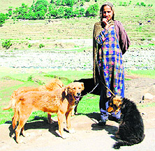 A nomad woman with Bakerwali dogs. 