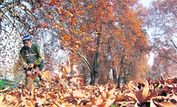 A man collects dried Chinar leaves at a park in Srinagar on Monday. Leaves change colour as the days become shorter and winter approaches in Srinagar.