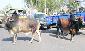 Stray cattle obstruct vehicular movement on the Ludhiana-Ferozepur road.