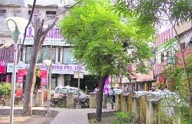 A tree which is blocking the view of shops is at risk of being cut. 