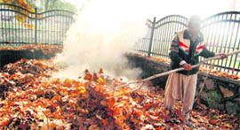 A man burns dry leaves at the Chinar Park in Srinagar.