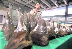 An official shows smuggled rhino horns in Hong Kong on Tuesday
