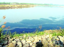 The toxic waters of Budha Nullah flow into the Sutlej near Walipur village