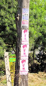 Posters pasted on a tree along the Ferozepur road