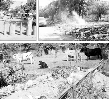 Broken pillars at Phase V, Mohali; Heaps of garbage near ITI, Phase V, Mohali; Stray cattle at a park in Phase V, Mohali