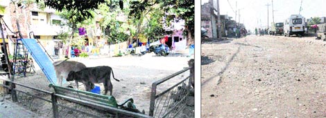 Stray cattle in an internal park developed by the MC at Vikas Nagar, Chandigarh; and (right) Bad condition of a road at Mauli Jagran