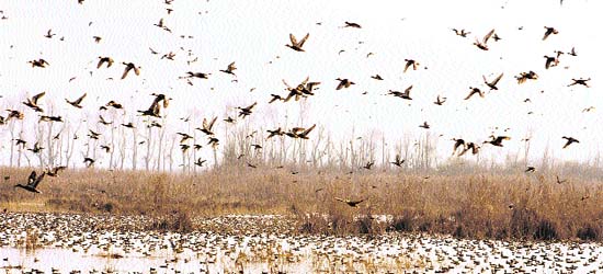 Hokersar wetland plays host to avian beauties