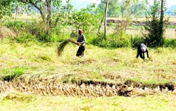 Farmers at work in RS Pura village in Jammu