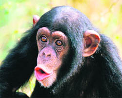 Researchers found that Panzee, the 25-year-old chimp, was able to understand more than 130 English words