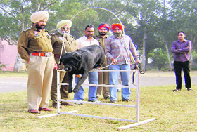 A police dog during a high jump contest at ITI Grounds in Nawanshahr on Sunday