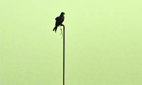 An eagle perched atop a pipe on a foggy morning in Ludhiana on Sunday.