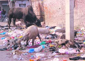 Garbage outside the old city post office in Kaithal