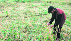 A file photo of a farmer assessing the damage caused to his crop due to rain in the RS Pura sector of Jammu. 