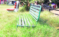 Wild growth covers benches at a park in Sector 30. 