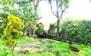 The garden in which jumbos intruded early in the morning in Haridwar on Tuesday. 